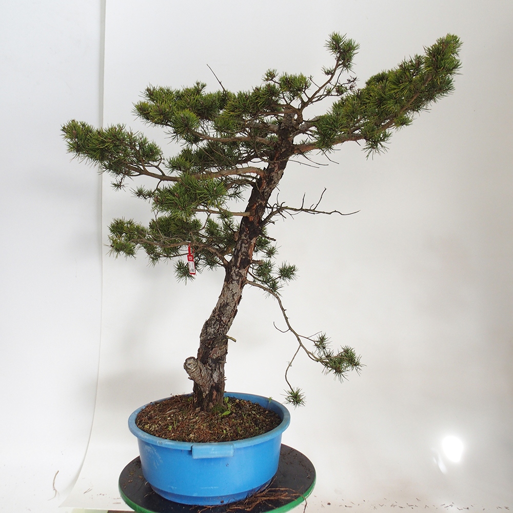 Yamadori - Pinus sylvestris Spain