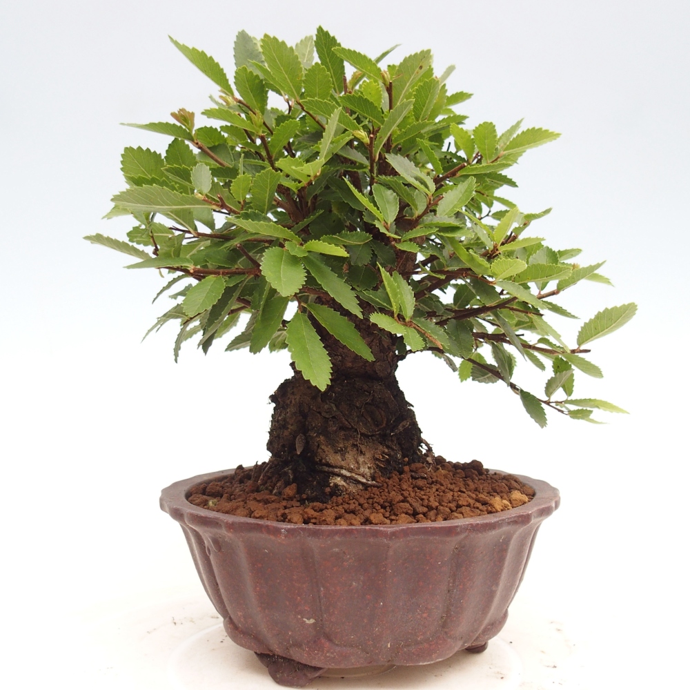 Outdoor bonsai - Zelkova - Zelkova NIRE