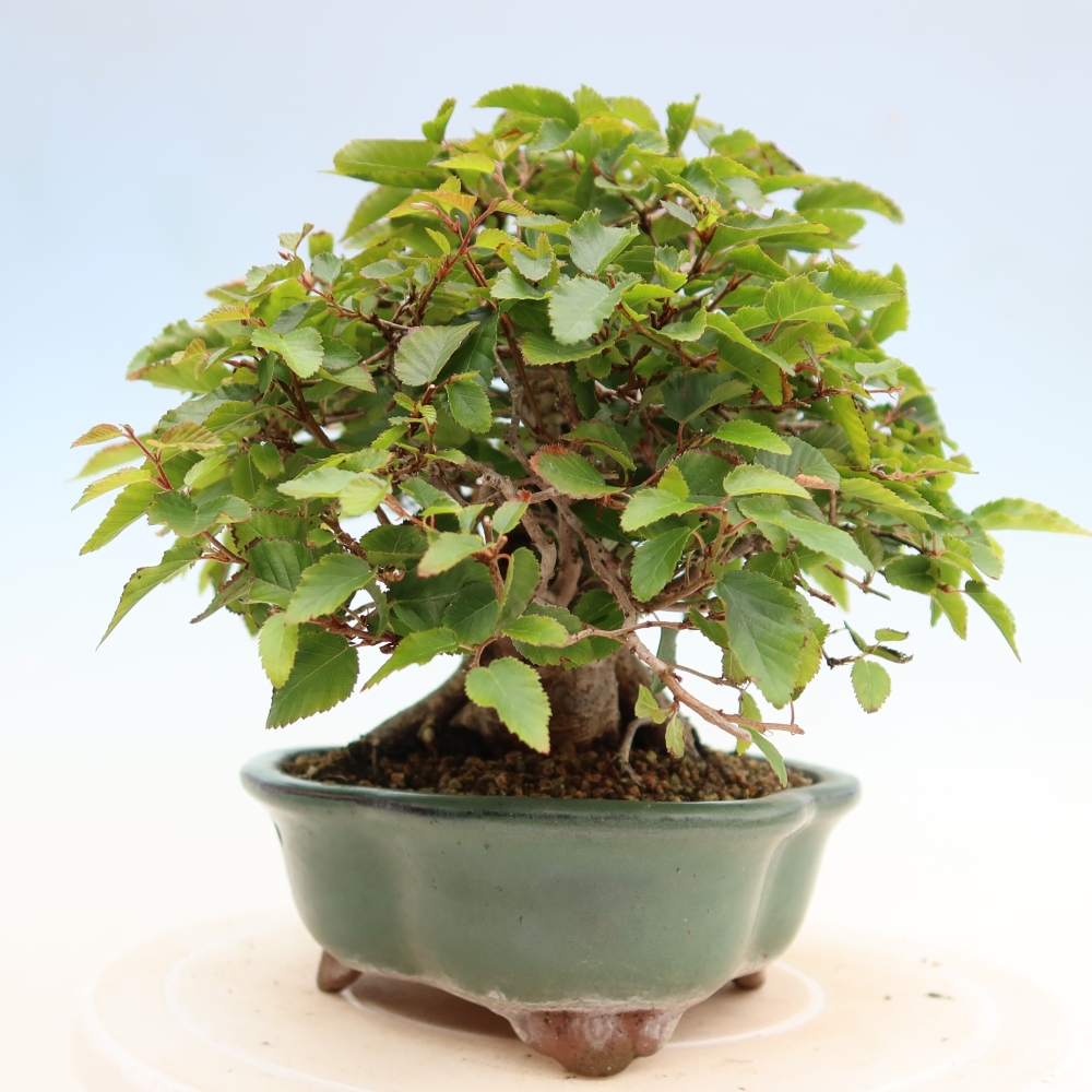 Outdoor bonsai -Carpinus coreana - Korean Hornbeam