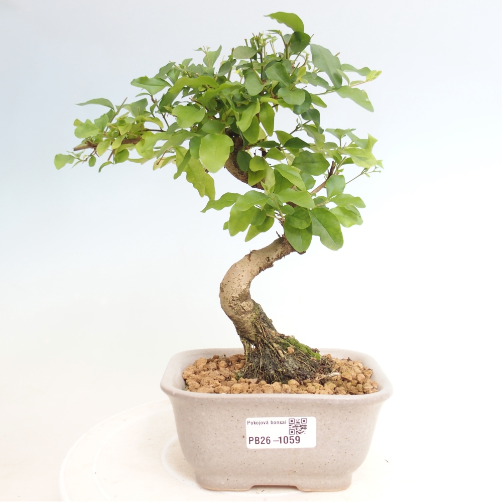 Room bonsai -Ligustrum chinensis - Birds Beak