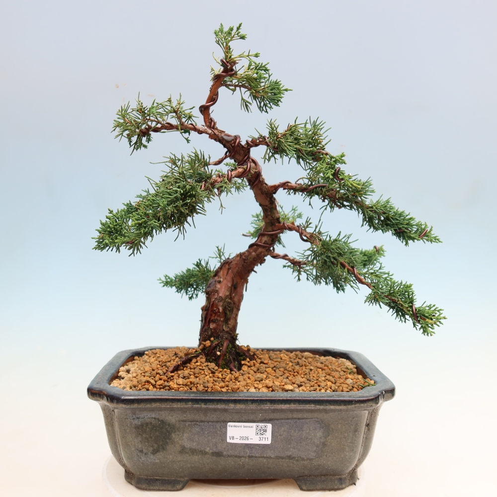 Outdoor bonsai - Juniperus chinensis Kishu