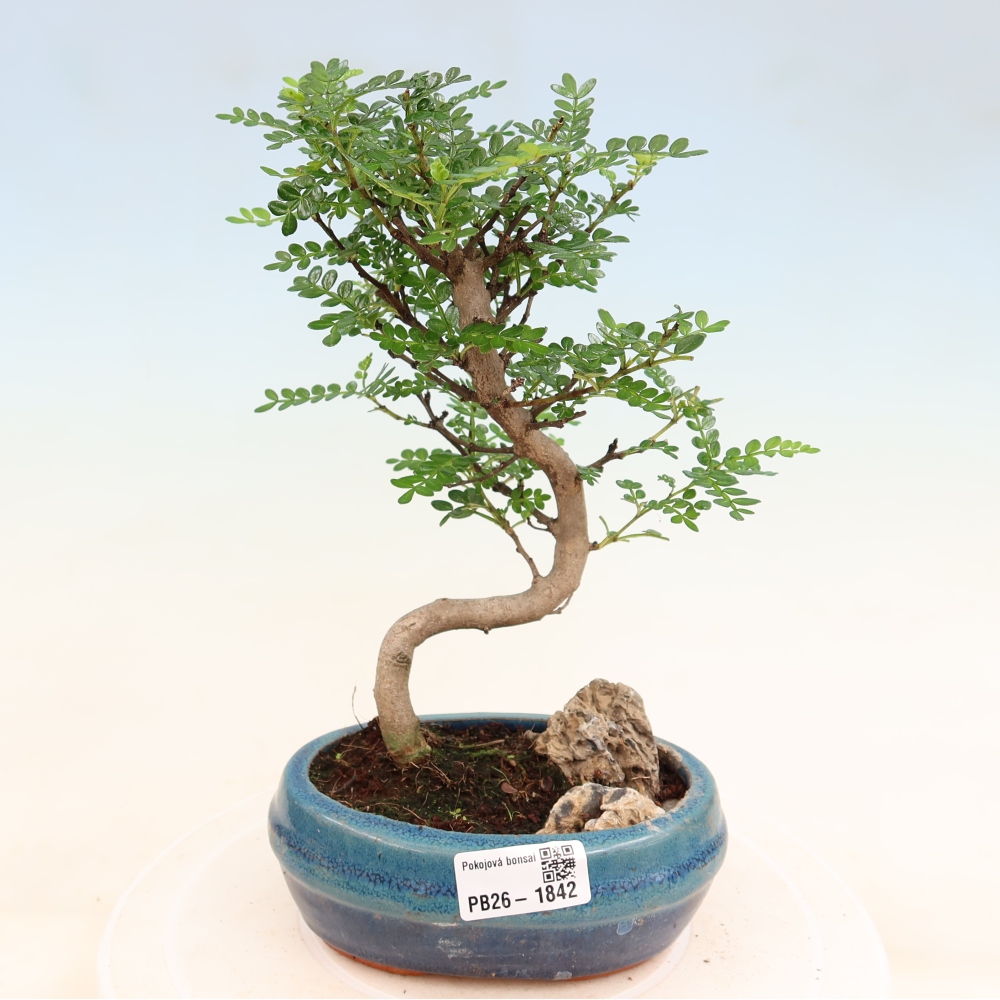 Room bonsai - Zantoxylum piperitum - pepper tree