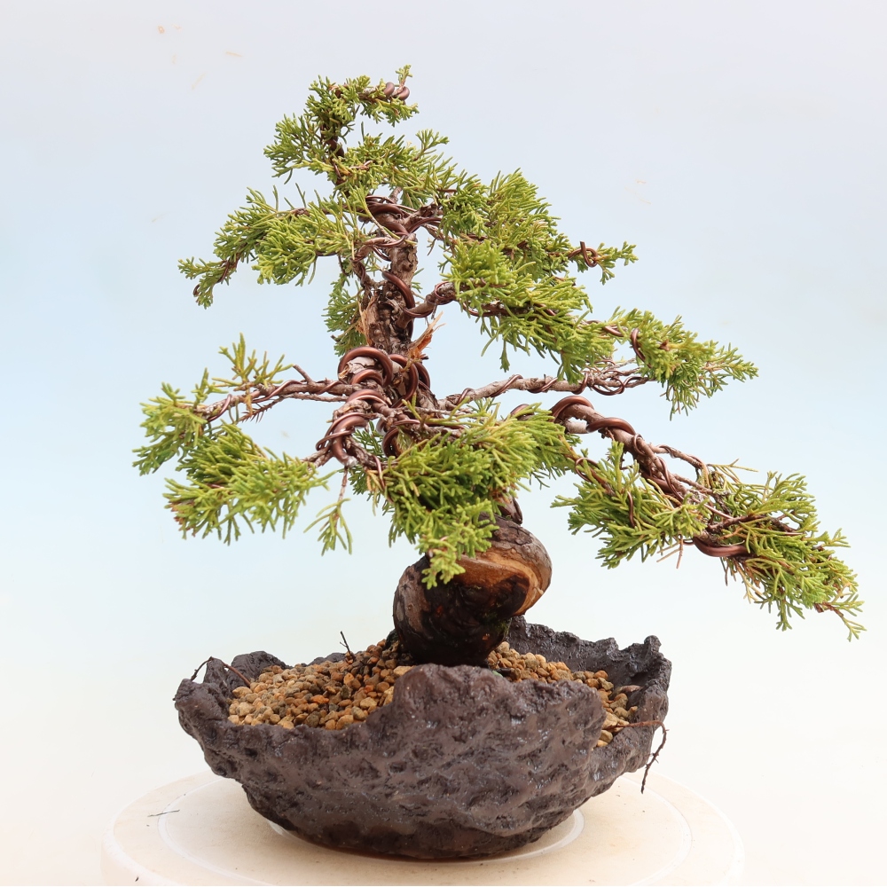 Outdoor Bonsai - Juniperus chinensis Itoigawa - Chinese Juniper