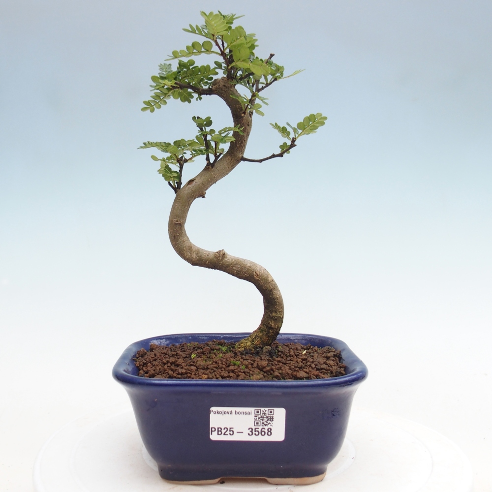 Room bonsai - Zantoxylum piperitum - pepper tree