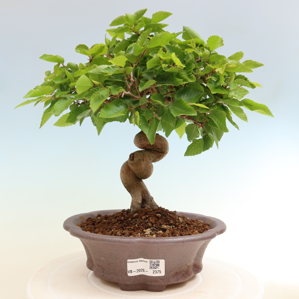 Outdoor bonsai -Carpinus coreana - Korean Hornbeam