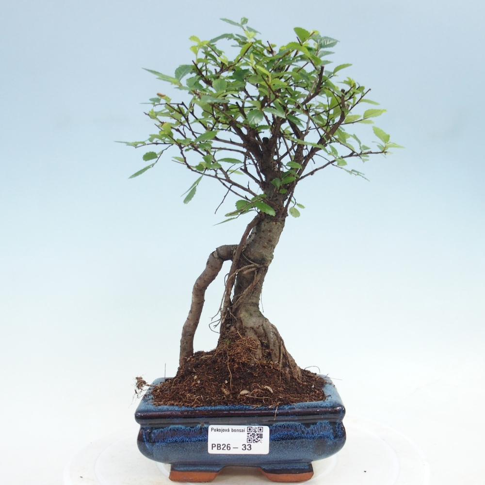 Room bonsai - Ulmus parvifolia - Small-leaved elm