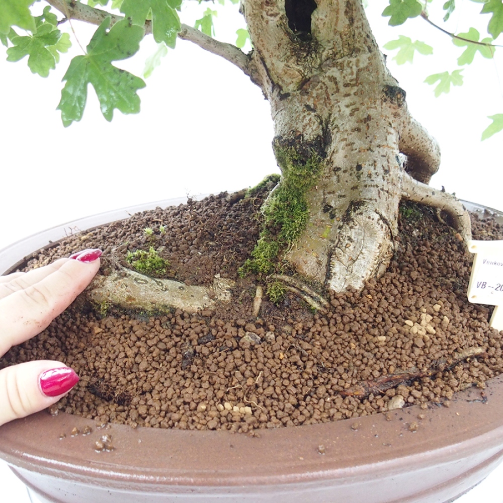 Outdoor bonsai - Acer Campestre - Baby maple