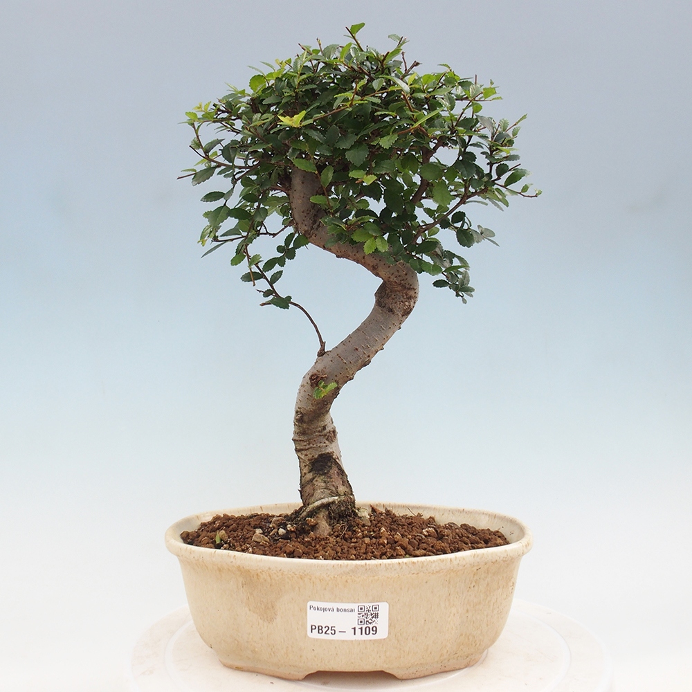 Indoor bonsai - Ulmus parvifolia - Small-leaved elm