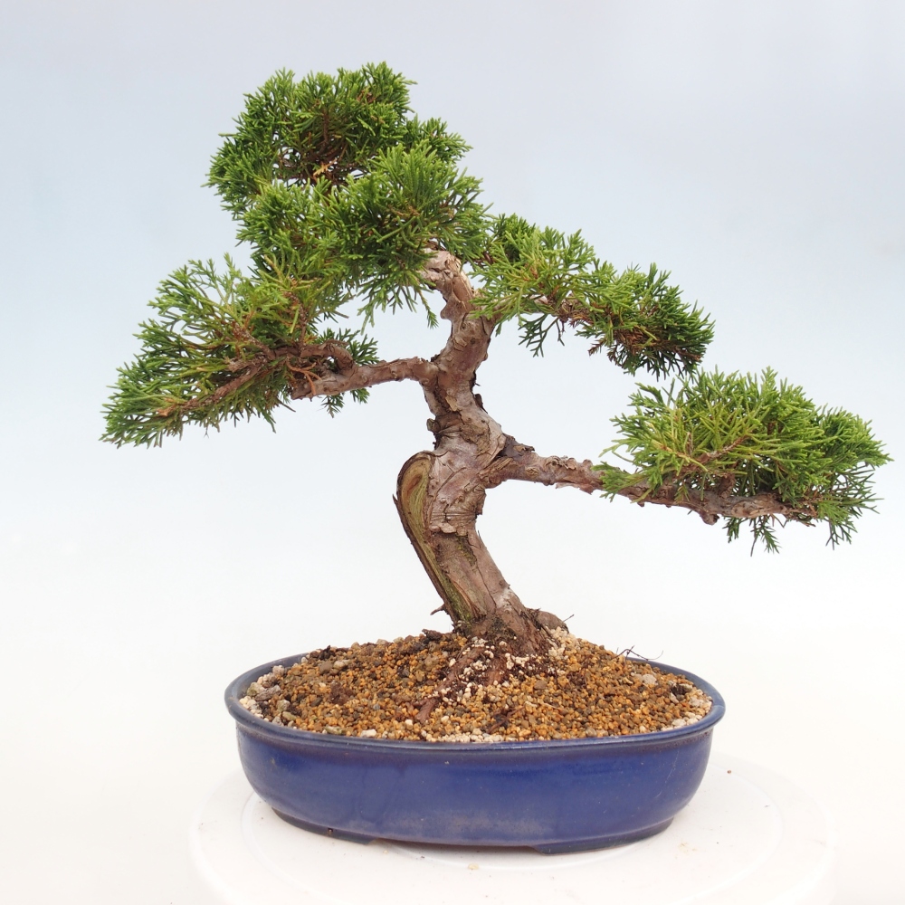 Outdoor bonsai - Juniperus chinensis Itoigawa - Chinese juniper