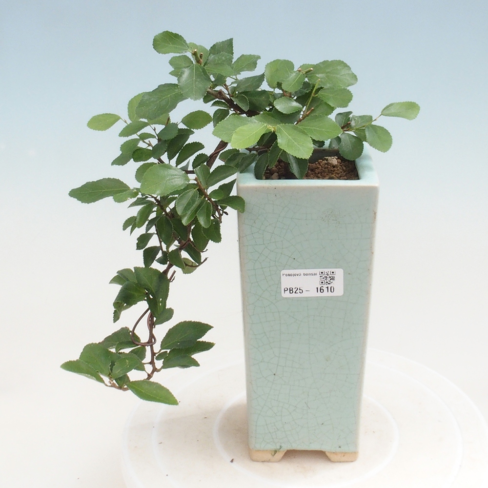 Indoor bonsai - Grewia occidentalis - Lavender star