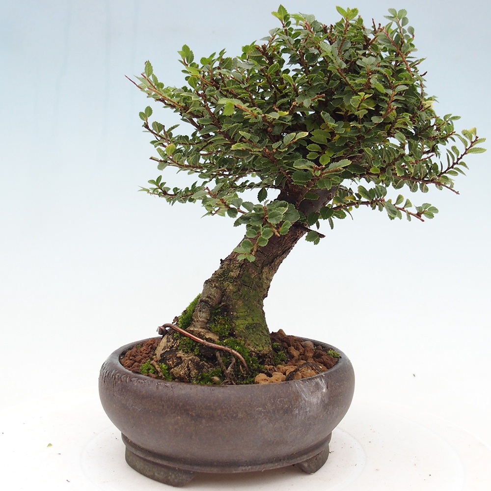 Outdoor bonsai - Ulmus parvifolia Hokkaido - Chinese elm