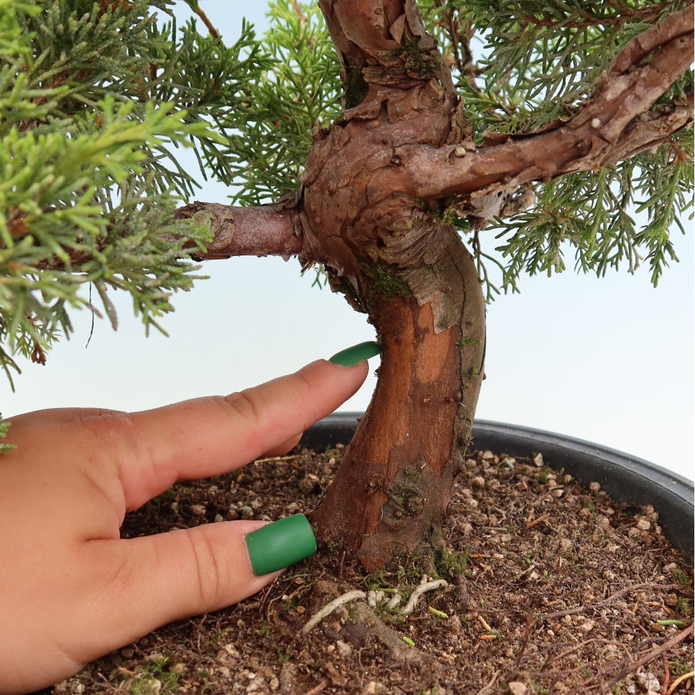 Outdoor Bonsai - Juniperus chinensis Itoigawa - Chinese Juniper