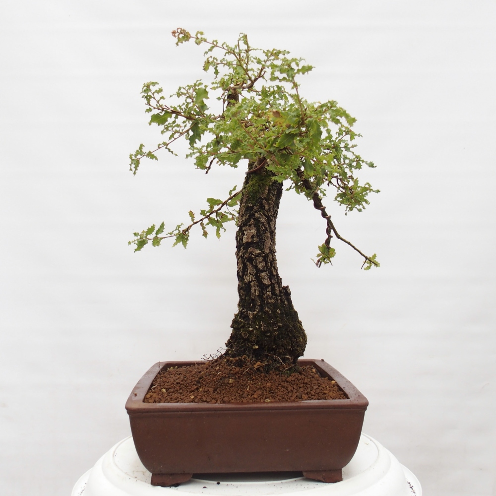 Yamadori - Quercus Ilex - Oak holly
