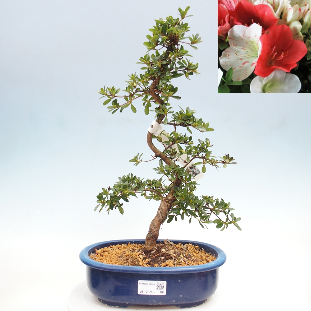 Outdoor bonsai - Japanese azalea - Azalea Asahi-no-izumi