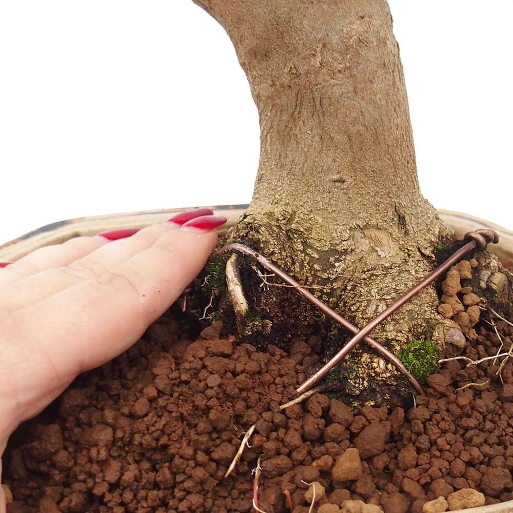 Outdoor bonsai - Maple Buergerianum - Burger Maple