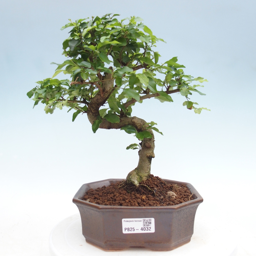 Room bonsai -Ligustrum chinensis - Birds Beak