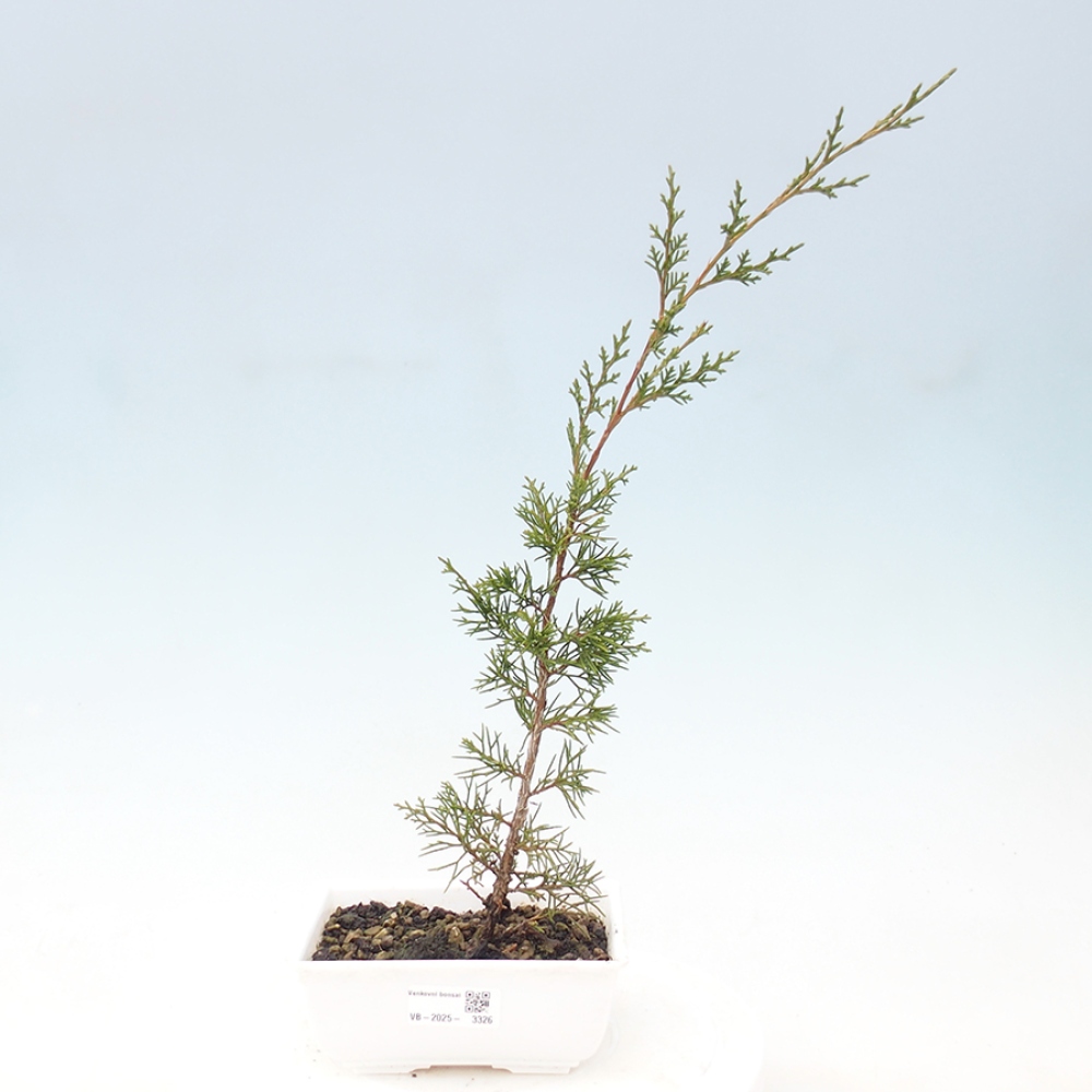 Outdoor bonsai - Juniperus chinensis Itoigawa - Chinese juniper