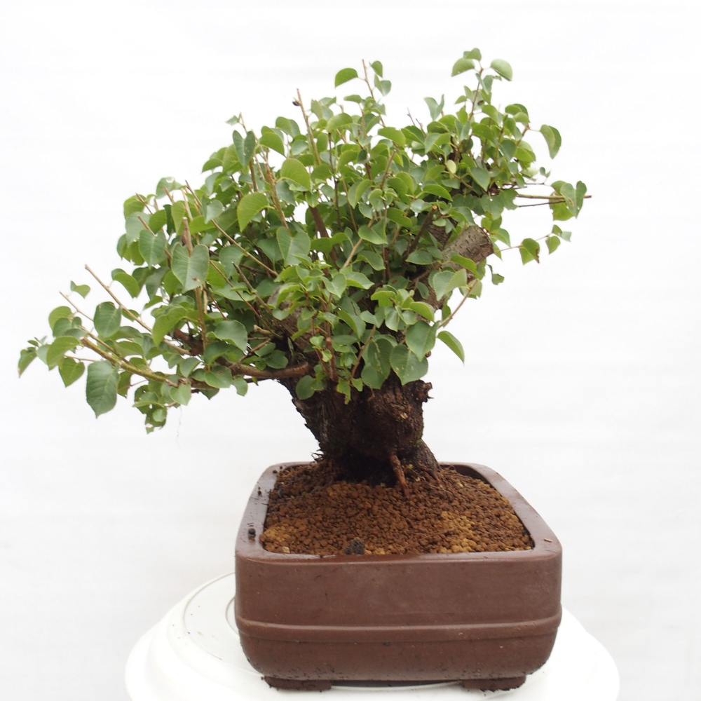 Outdoor bonsai - Mahalebka - Prunus mahaleb