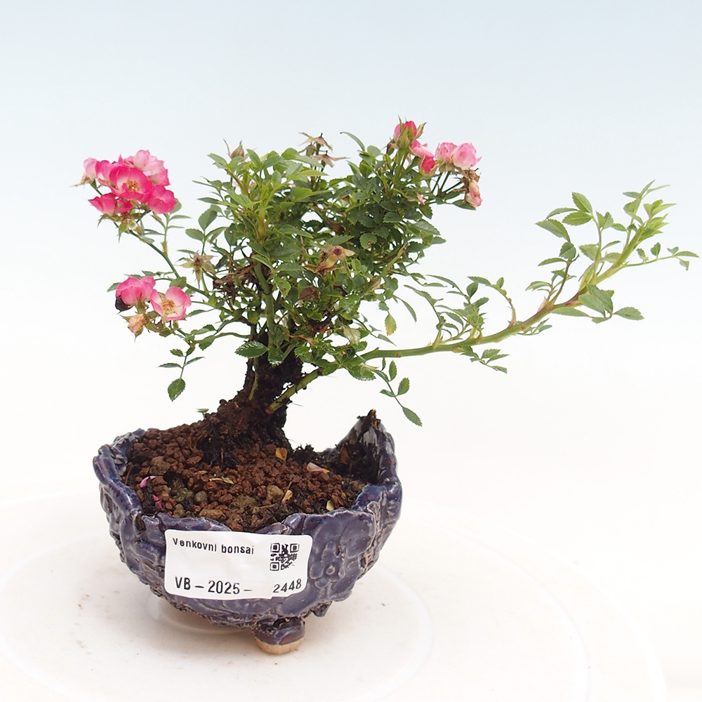 Outdoor bonsai - Rosa Cutie Pie - Roses
