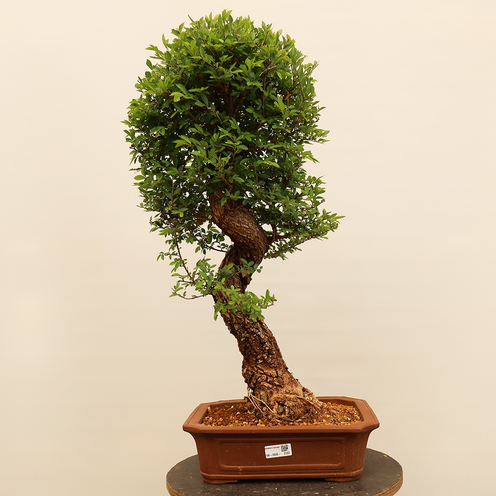 Outdoor bonsai - Zelkova - Zelkova NIRE
