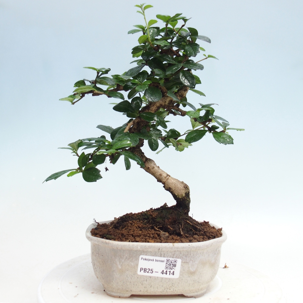Room bonsai - Carmona macrophylla - Tea fuki