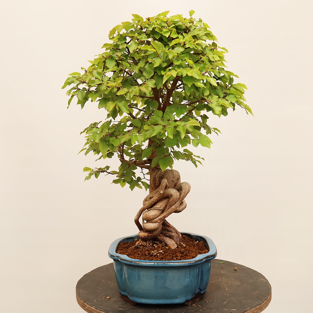 Outdoor bonsai - Carpinus Coreana - Korean hornbeam