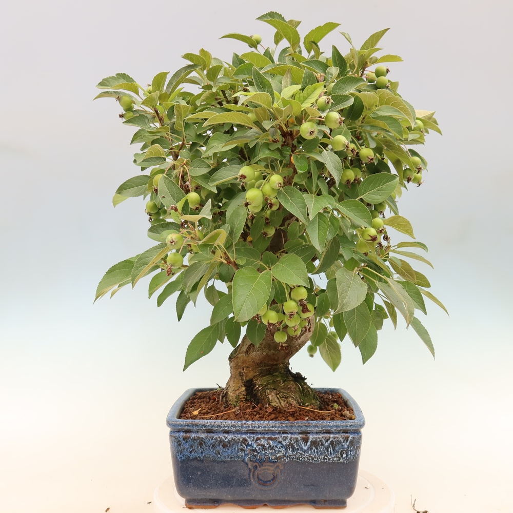 Outdoor bonsai -Malus halliana - Small-fruited apple tree