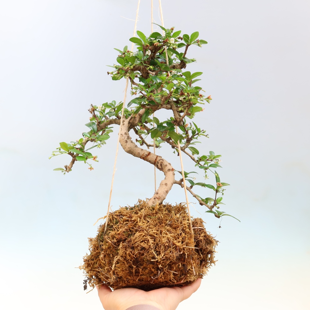 Kokedama in a Ceramic Pot - Chay-fuki - Carmona macrophylla