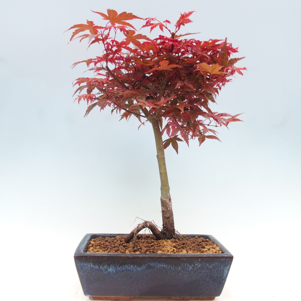 Outdoor bonsai - dlanitolistý Maple - Acer palmatum DESHOJO