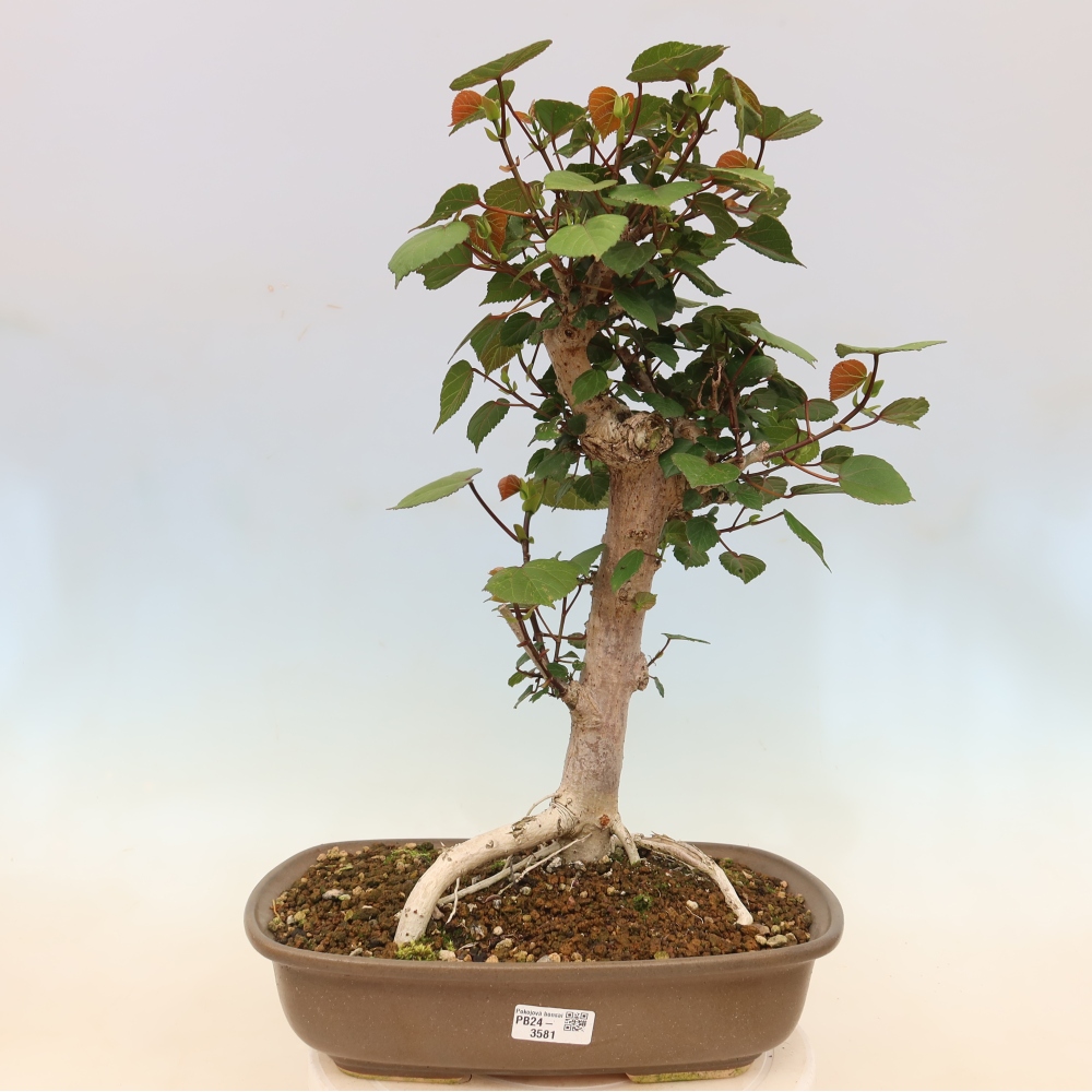 Indoor bonsai - Hibiscus tiliaceus - Sea Hibiscus