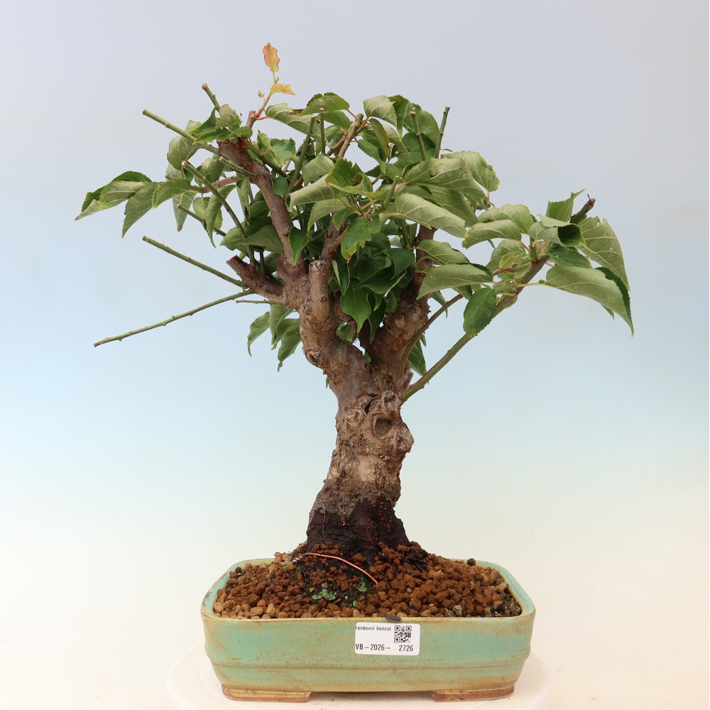 Outdoor Bonsai - Japanese Apricot - Prunus Mume