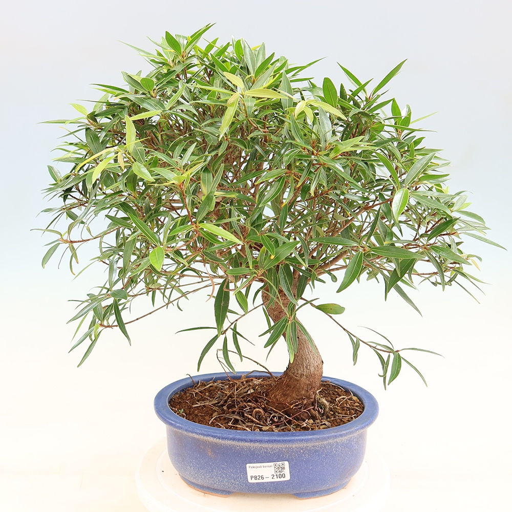 Room bonsai - Ficus nerifolia - small-leaved ficus