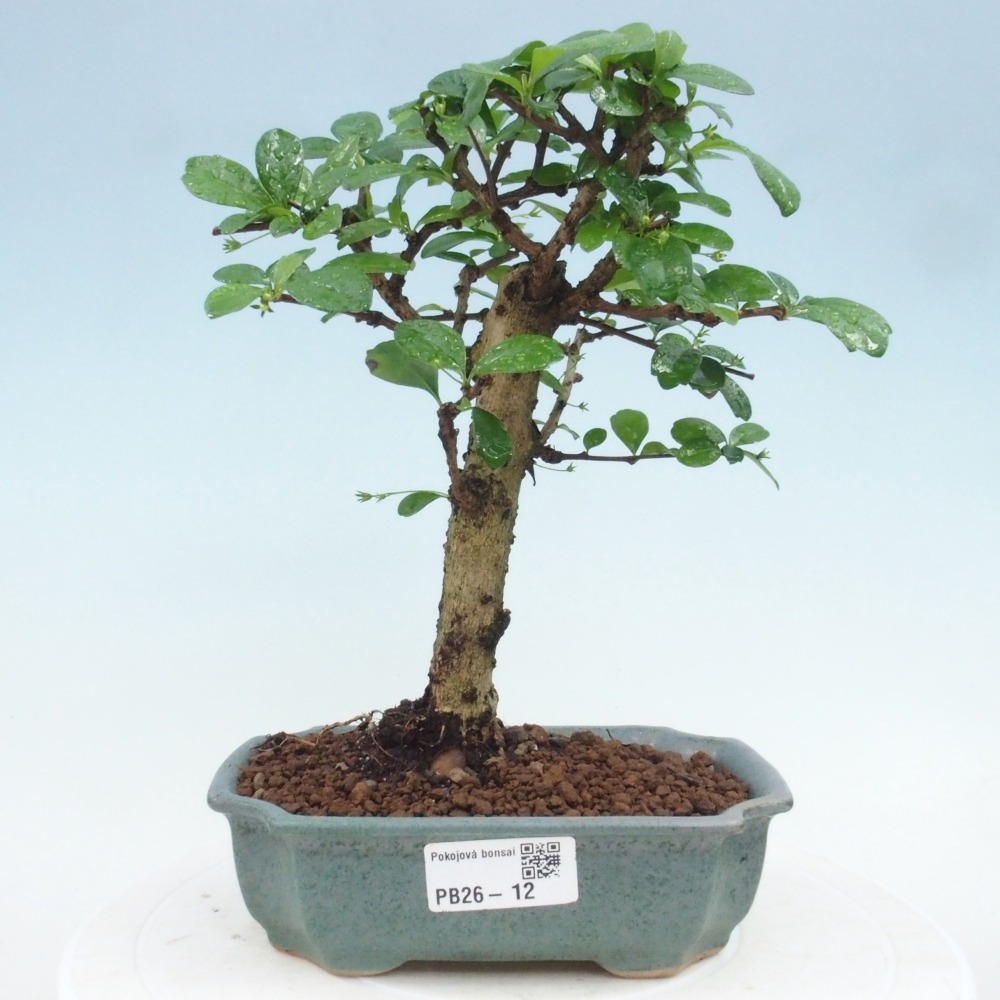 Room bonsai - Carmona macrophylla - Tea fuki