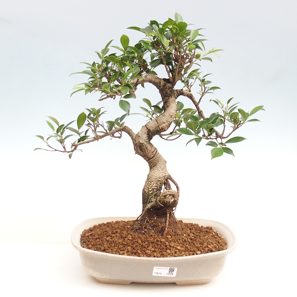 Indoor bonsai - Ficus kimmen - small-leaved ficus