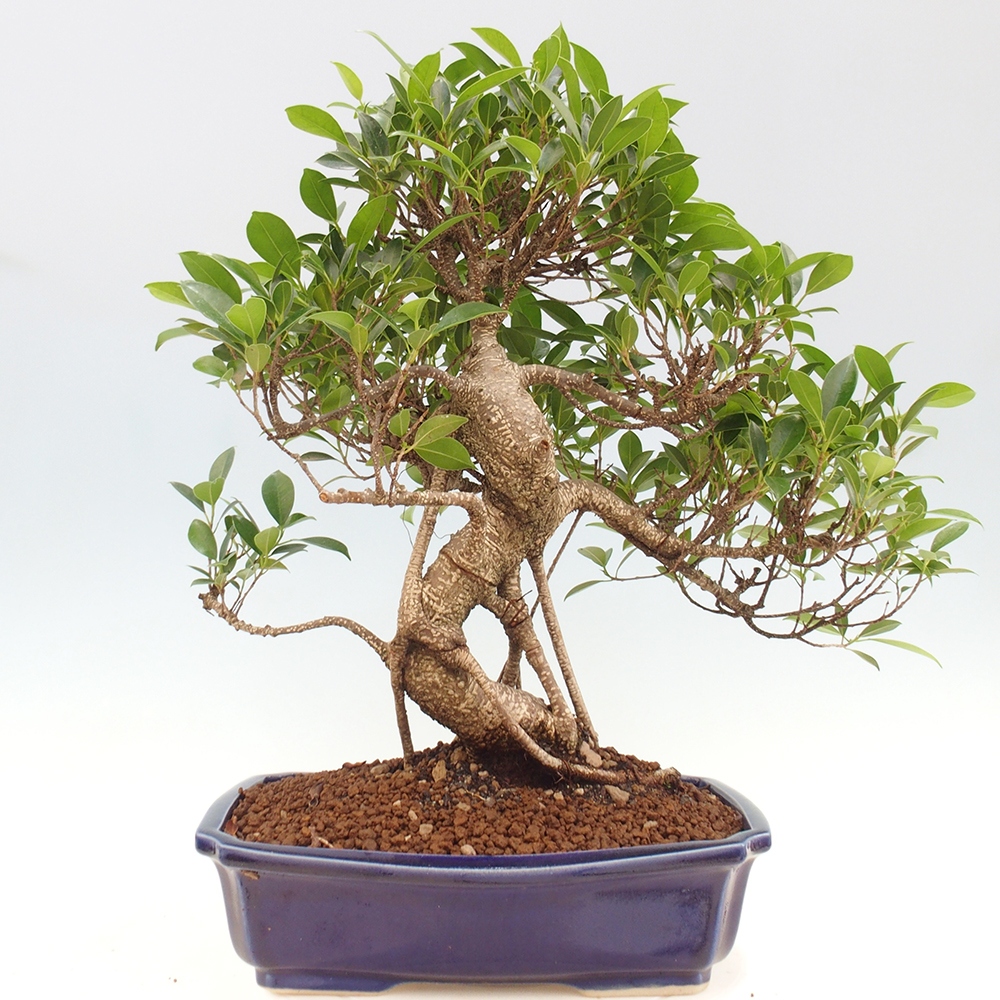 Indoor bonsai - Ficus kimmen - small-leaved ficus
