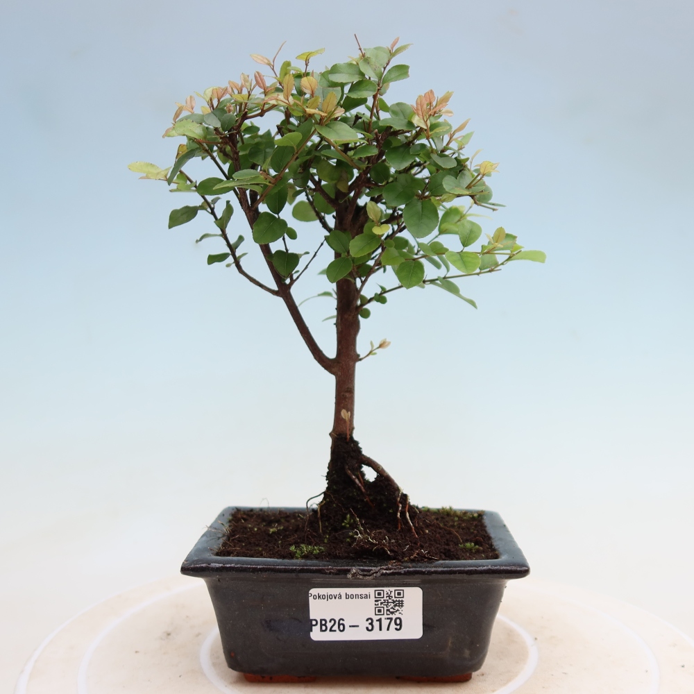 Room bonsai - Sageretia thea - Sageretia thea