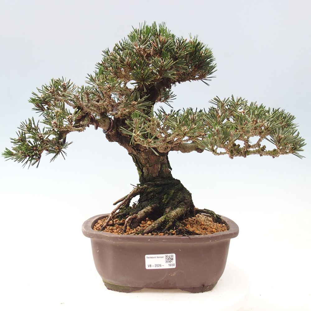 Outdoor bonsai - Pinus thunbergii Kotobuki - Thunberg pine