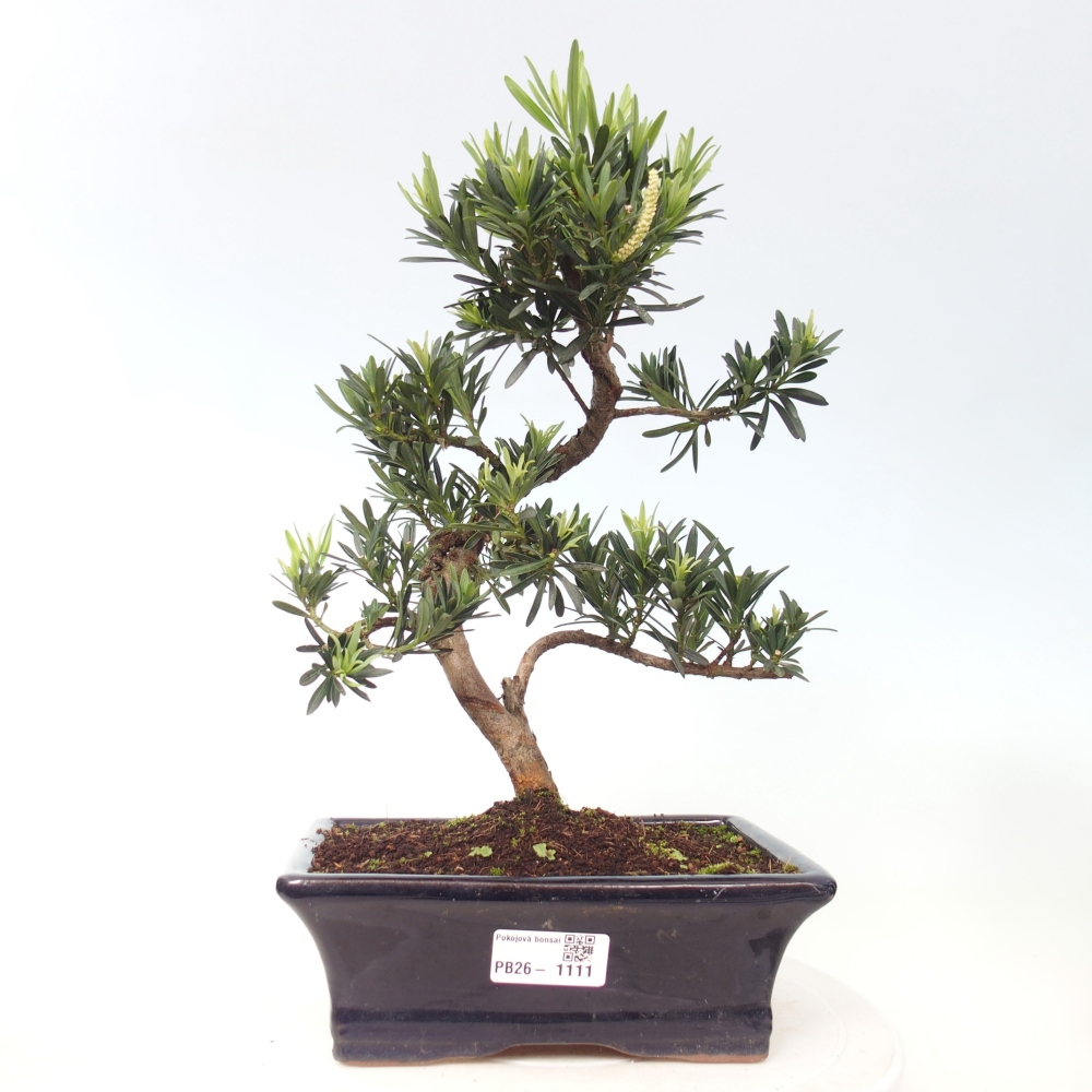 Room bonsai - Podocarpus - Stone Yew
