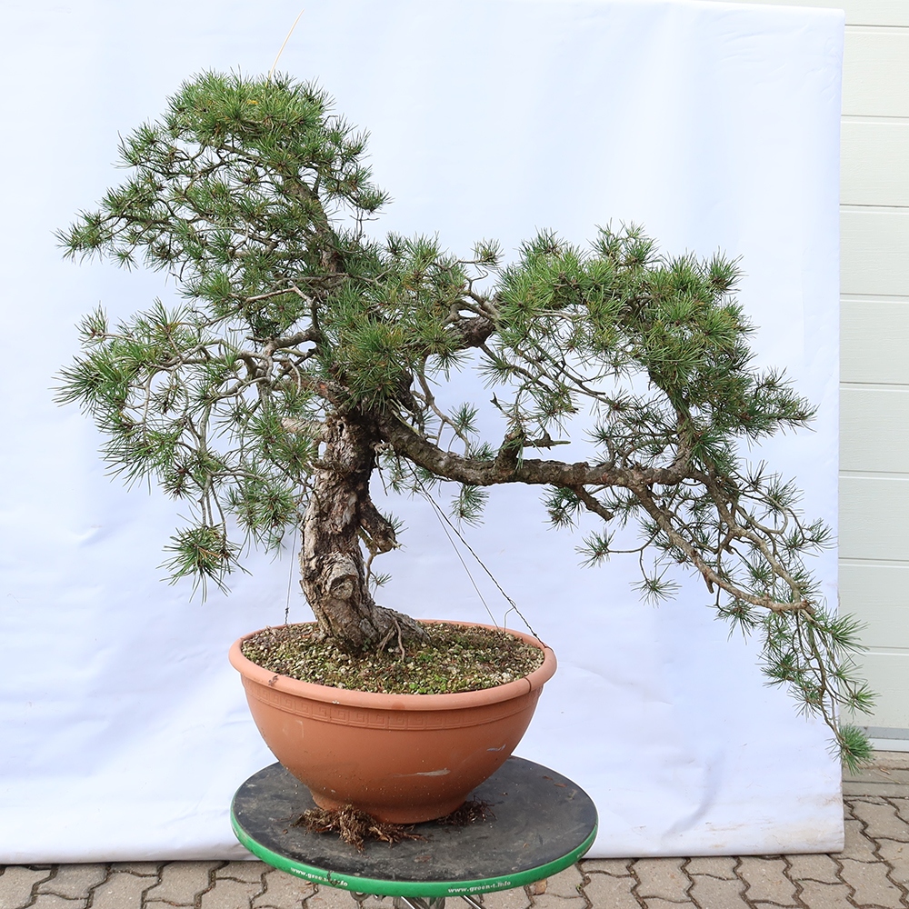 Pinus sylvestris Spain - Scots pine