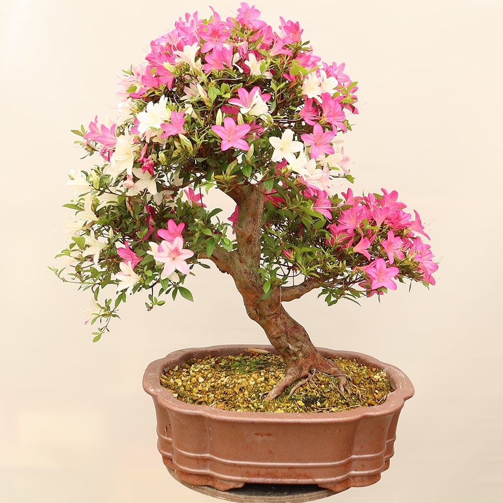 Outdoor bonsai - Japanese Azalea - Azalea Miyabihime