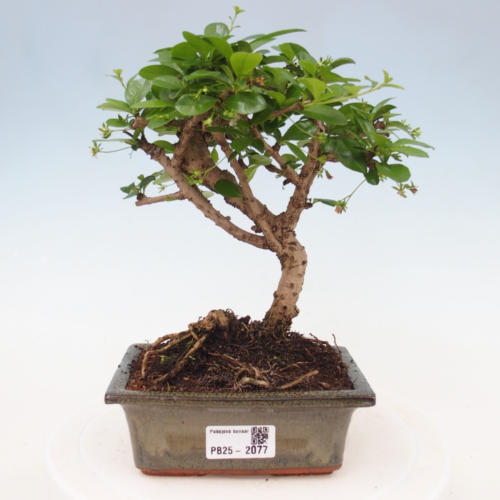 Indoor bonsai - Carmona macrophylla - Fuki tea
