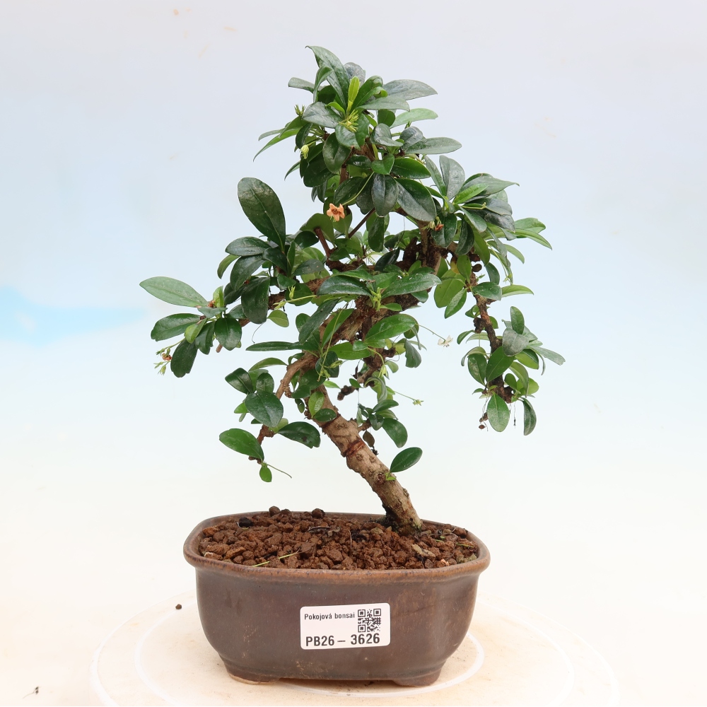 Room bonsai - Carmona macrophylla - Tea fuki