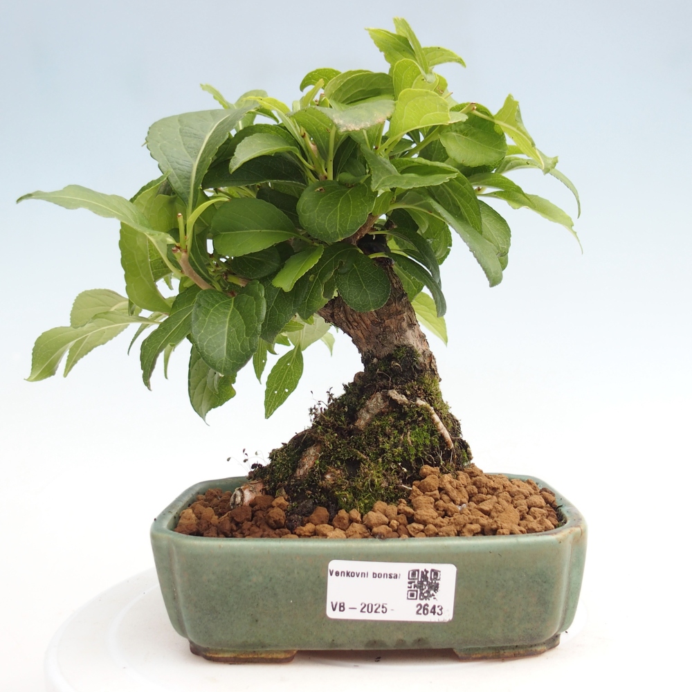 Outdoor bonsai - Celastrus Jesenec