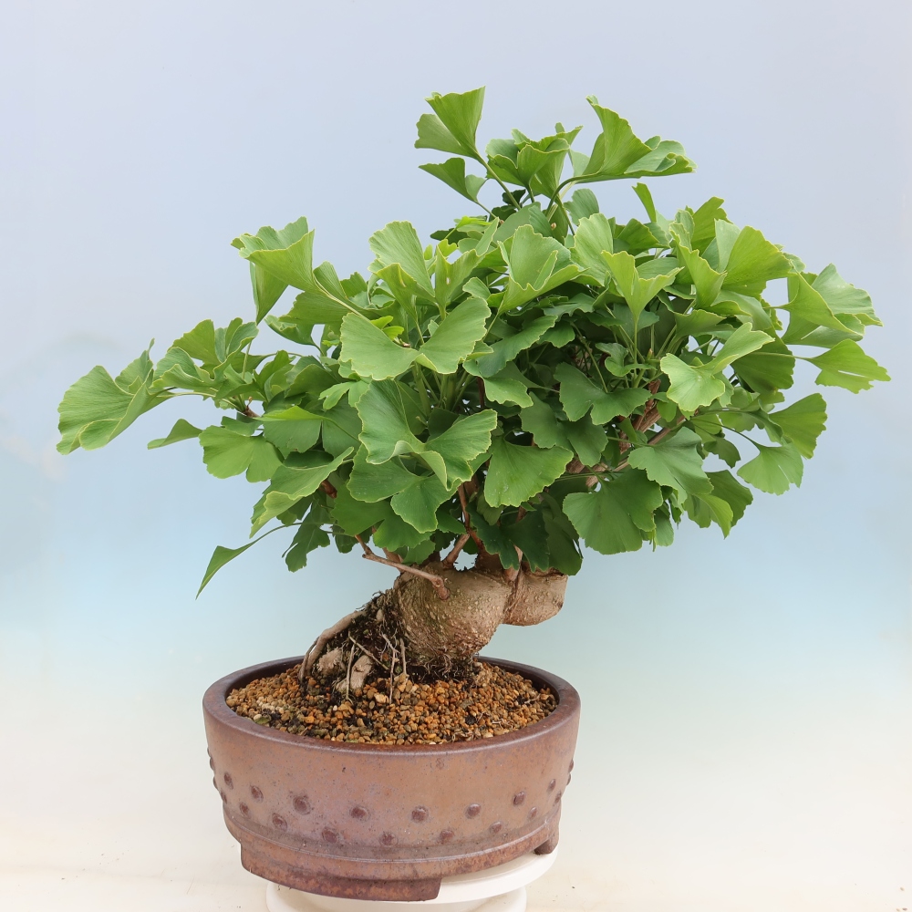 Outdoor bonsai - Ginkgo biloba - Ginkgo biloba