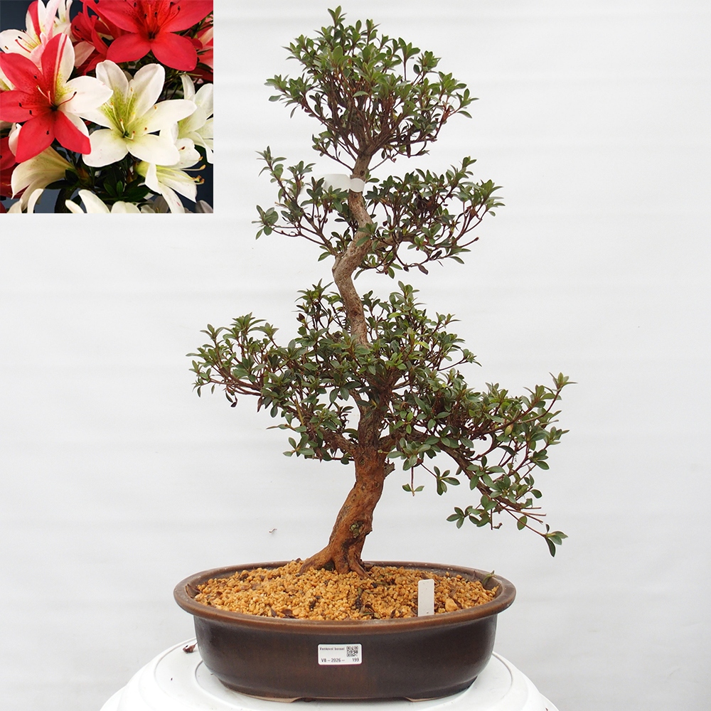 Outdoor bonsai - Japanese Azalea - Azalea Hanatsuzuri