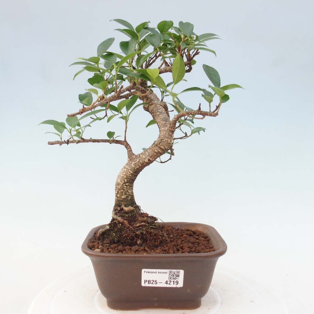 Room bonsai - Ficus retusa - small-leaved ficus