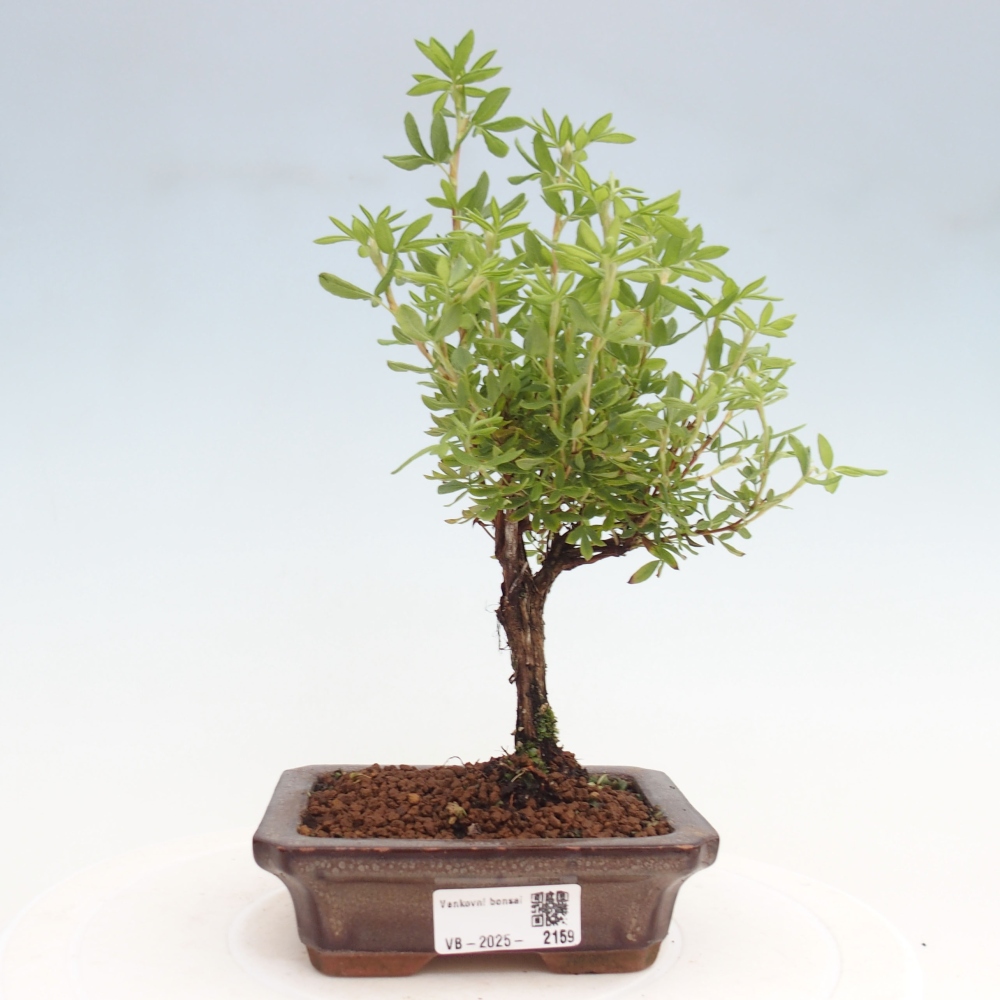 Outdoor bonsai-Cinquefoil - Potentila fruticosa yellow Bird