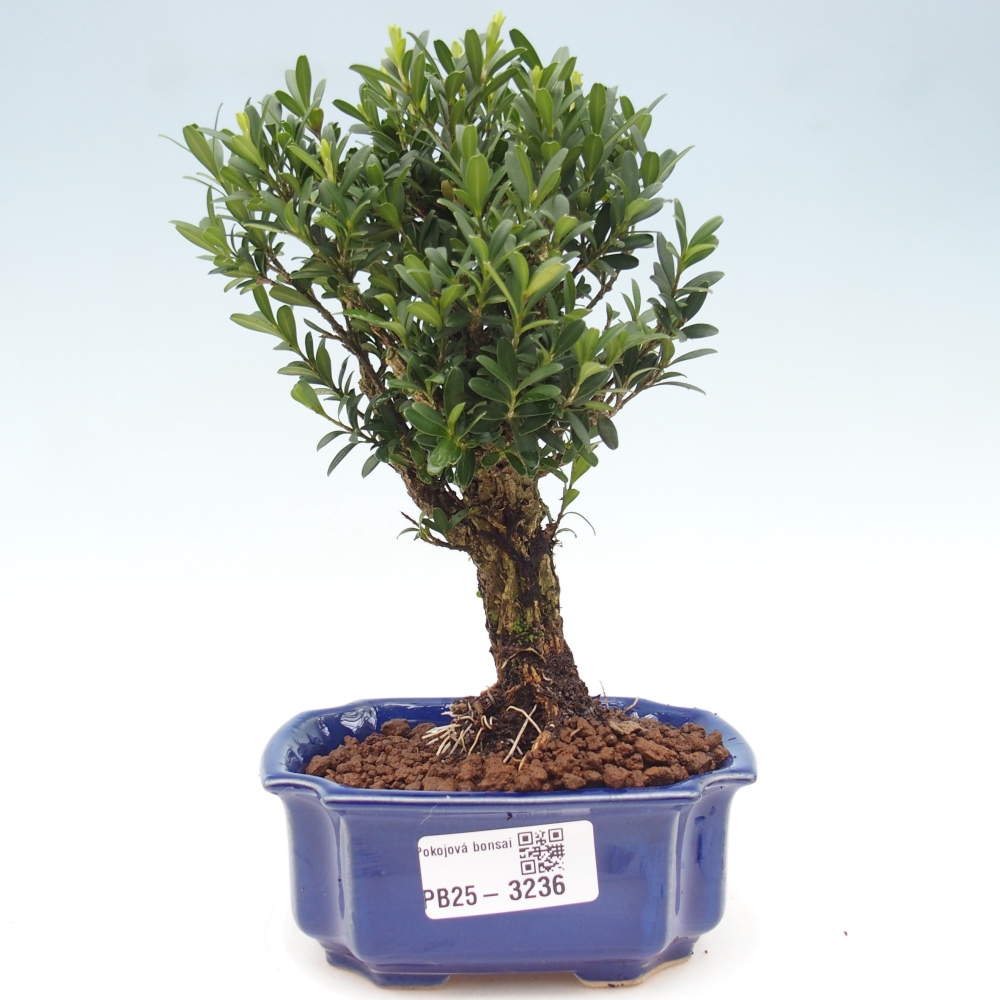 Room Bonsai - Buxus harlandii - Cork boxwood