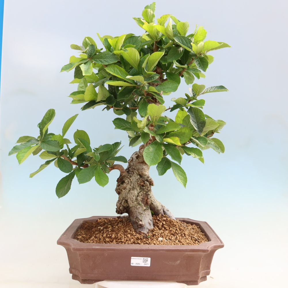 Outdoor Bonsai - Hairy Photinia - Photinia villosa