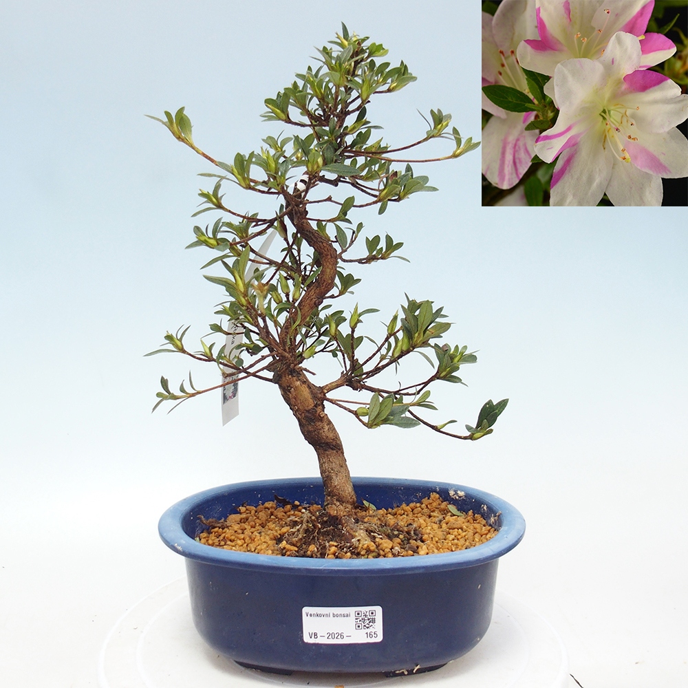 Outdoor bonsai - Japanese Azalea - Azalea Hand